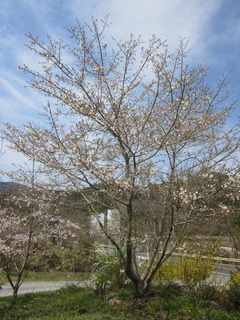 IMG_5176.JPG