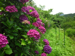 IMG_7481.JPG