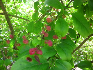 IMG_7491.JPG